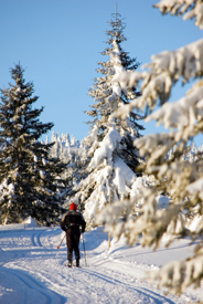 Cross Country Skiier